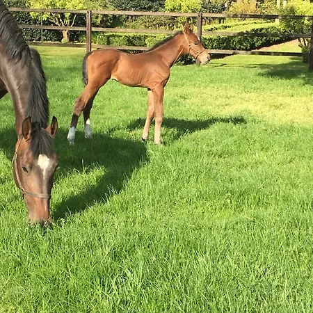 Veluwse Bosrand * Lunteren