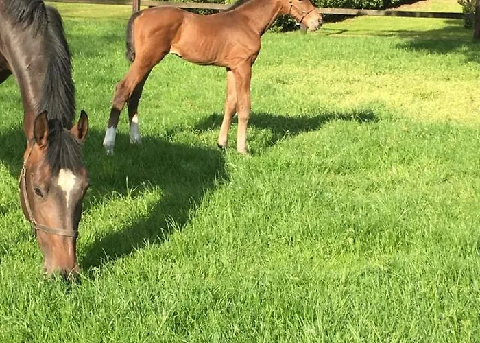 Veluwse Bosrand * Lunteren
