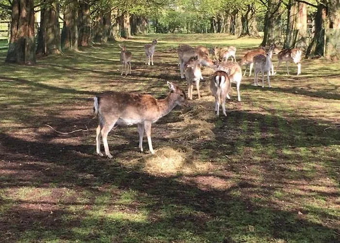 Veluwse Bosrand * Lunteren